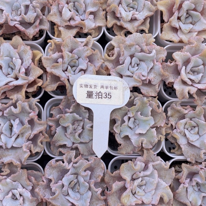 量拍35号白饺子皮单头两个