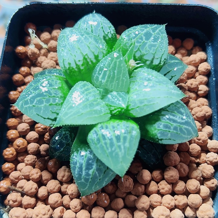 十二卷多肉实生寿