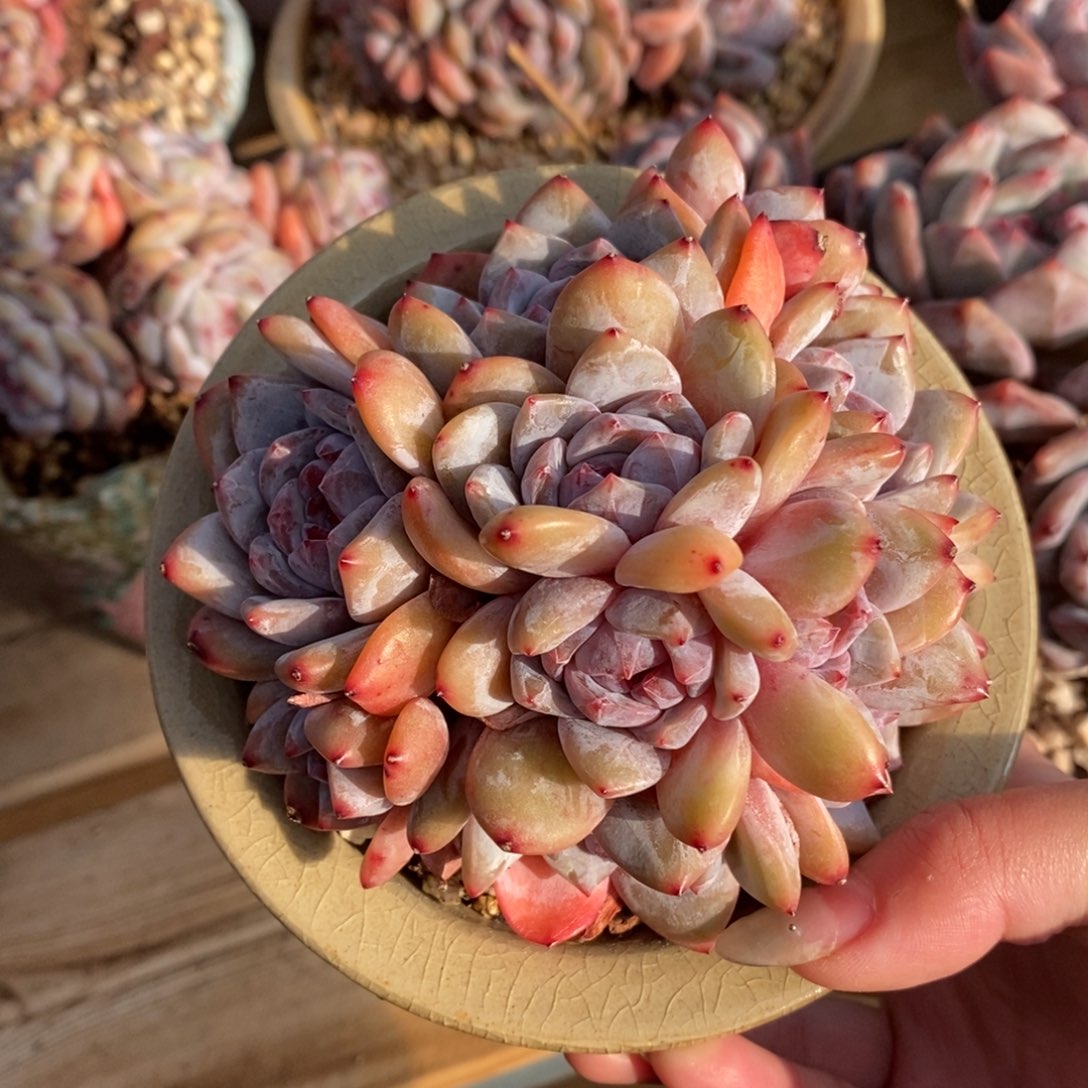 十全十美小包子紫心