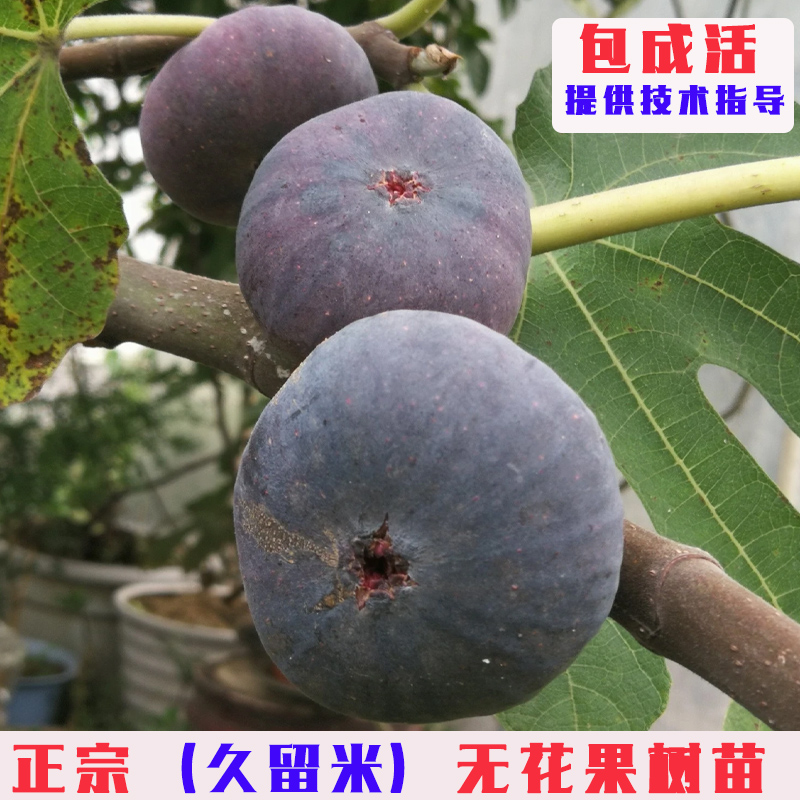 久留米无花果树苗特大紫色96米无花果苗阳台盆栽庭院地栽当年结果