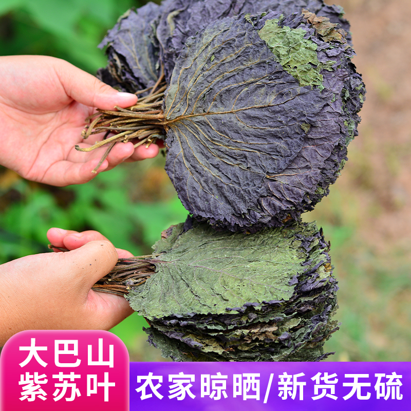 四川巴中坡上采的2025年新货发紫苏叶泡水煮水煮鸡蛋泡茶紫苏叶干