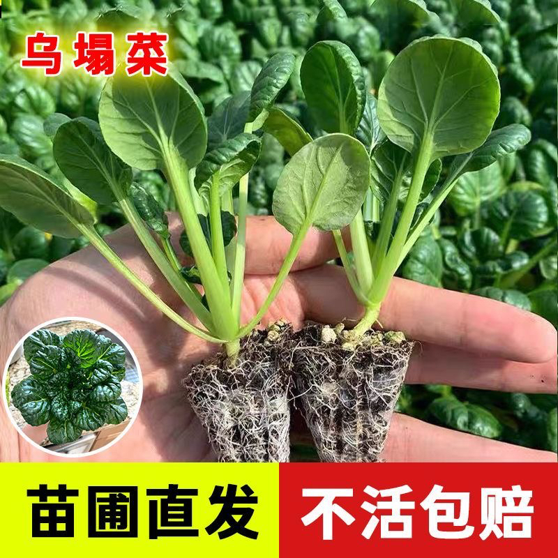 乌山东寿光苗场直发塌菜种苗菊花心雪里乌塔菜秋冬耐寒蔬菜苗