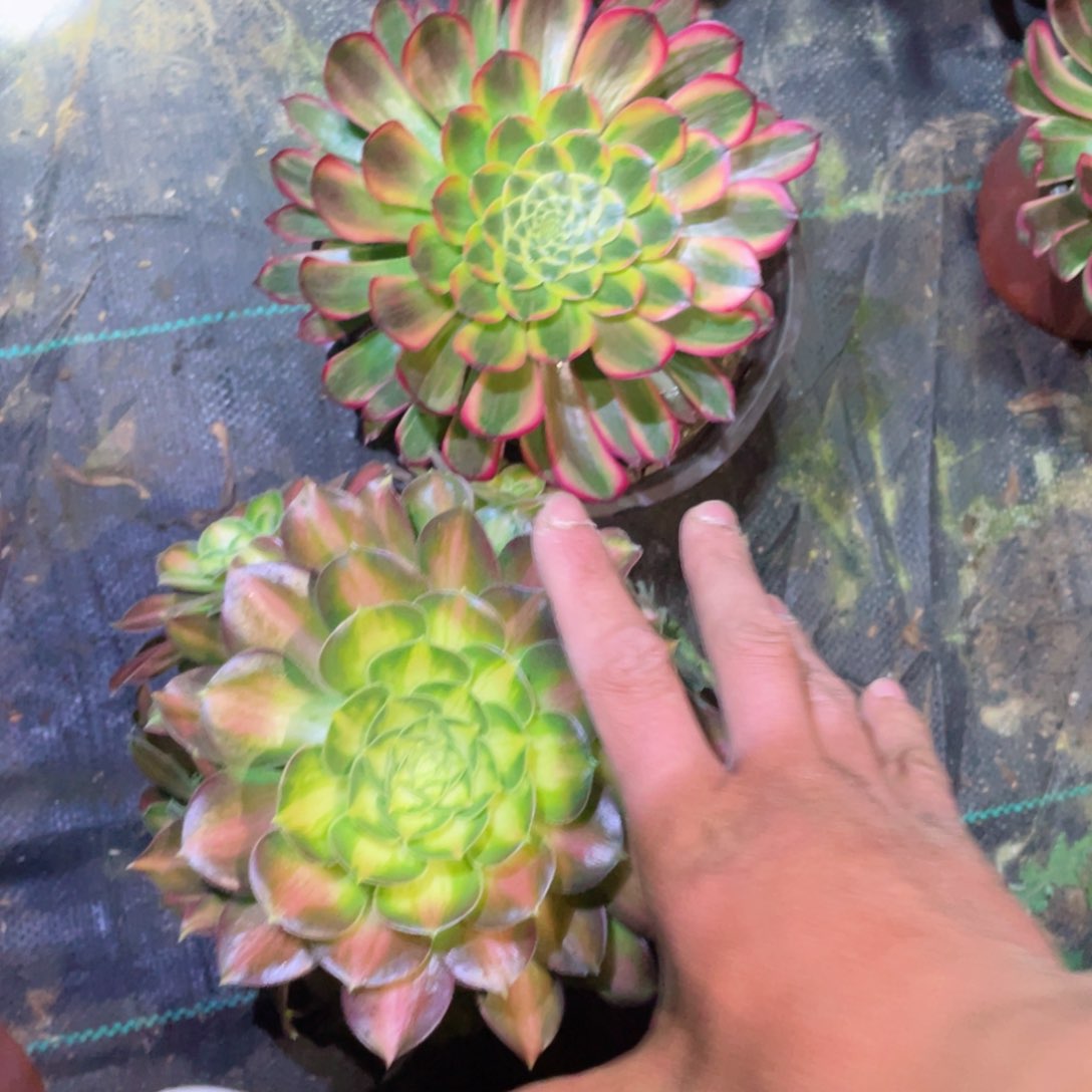 多肉植物组合2颗136