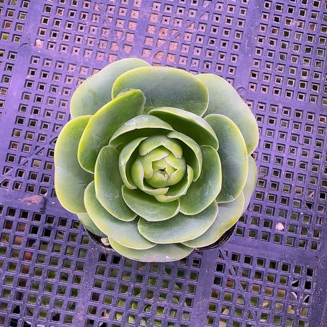 千层 满30元非偏远包邮 事妈勿拍