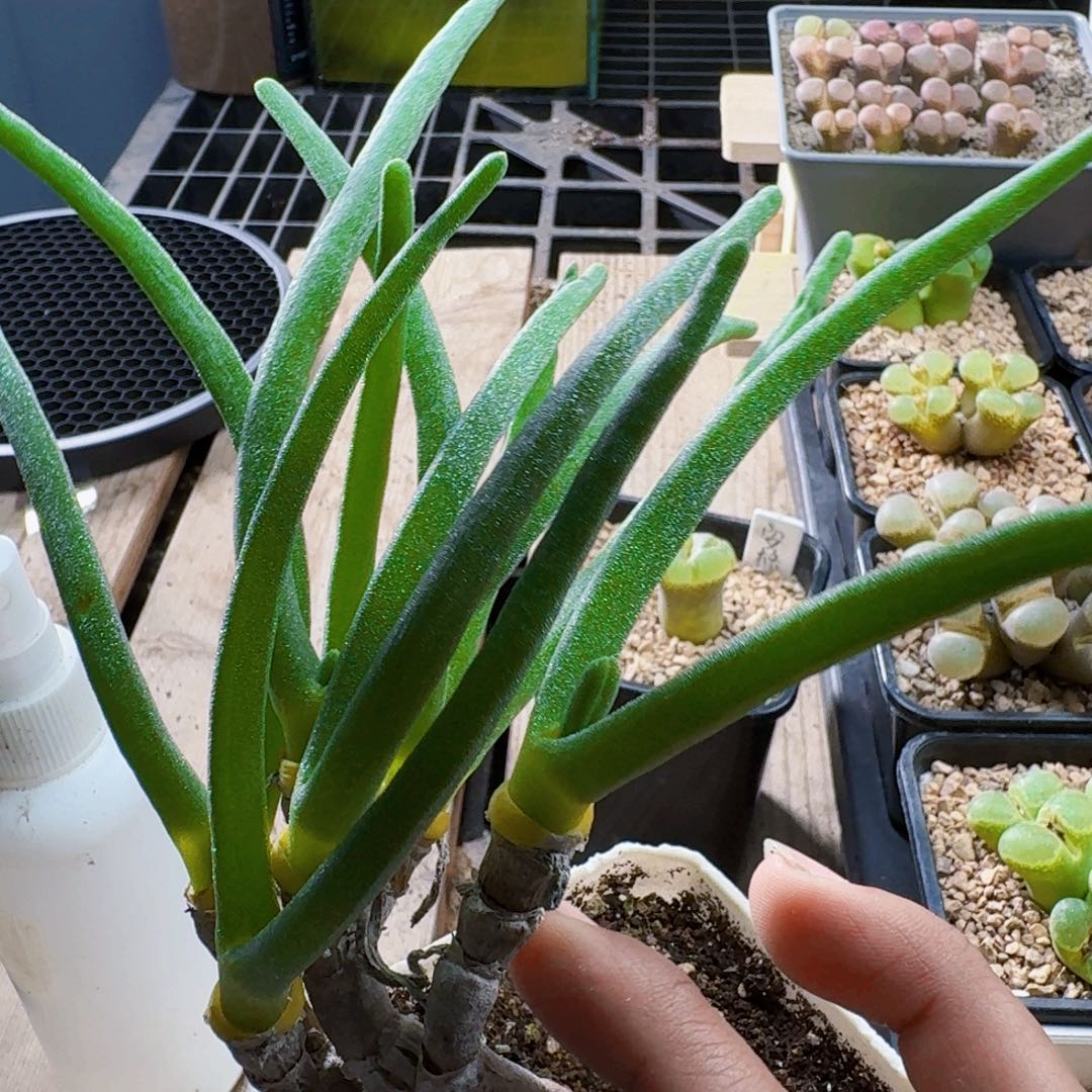 3254兔子耳朵肉锥植物