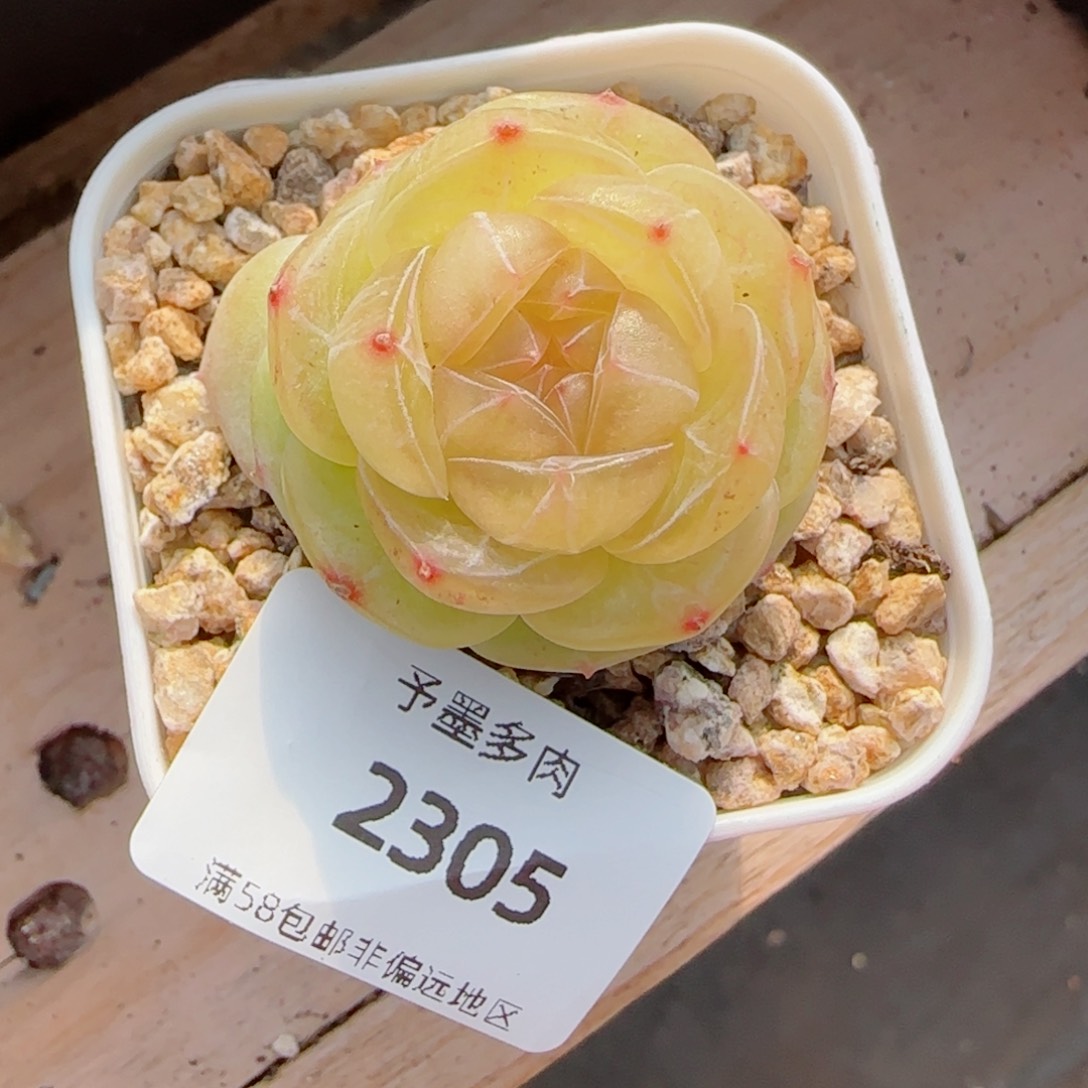 素素，2305多肉植物