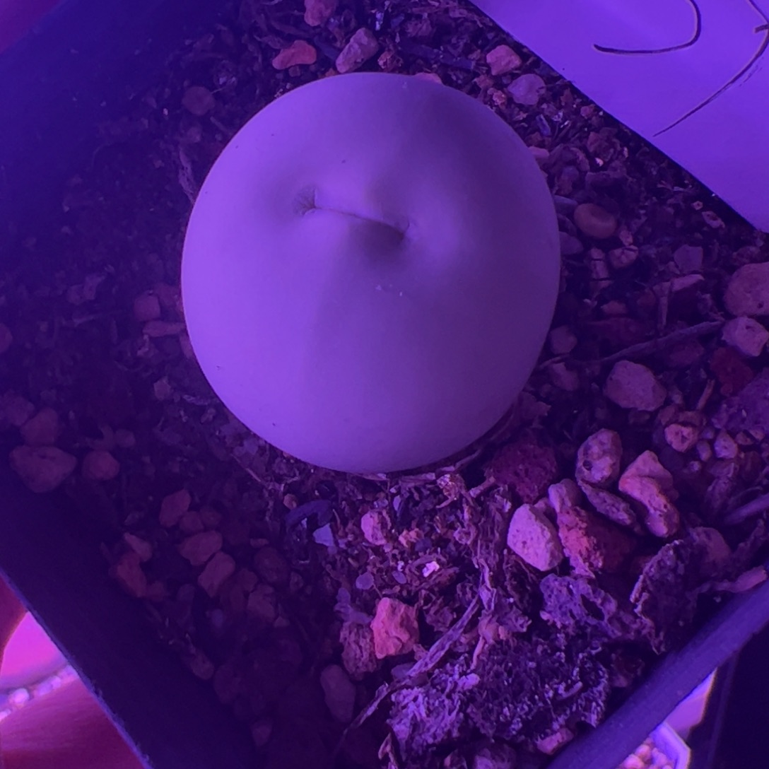 9.2鸽子蛋多肉植物组合139