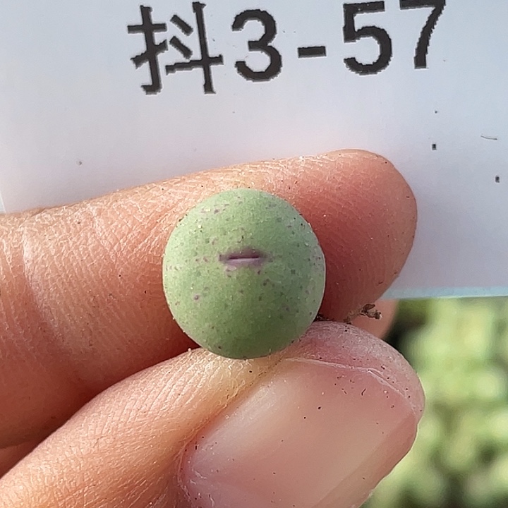 3-57嘴多肉植物肉锥