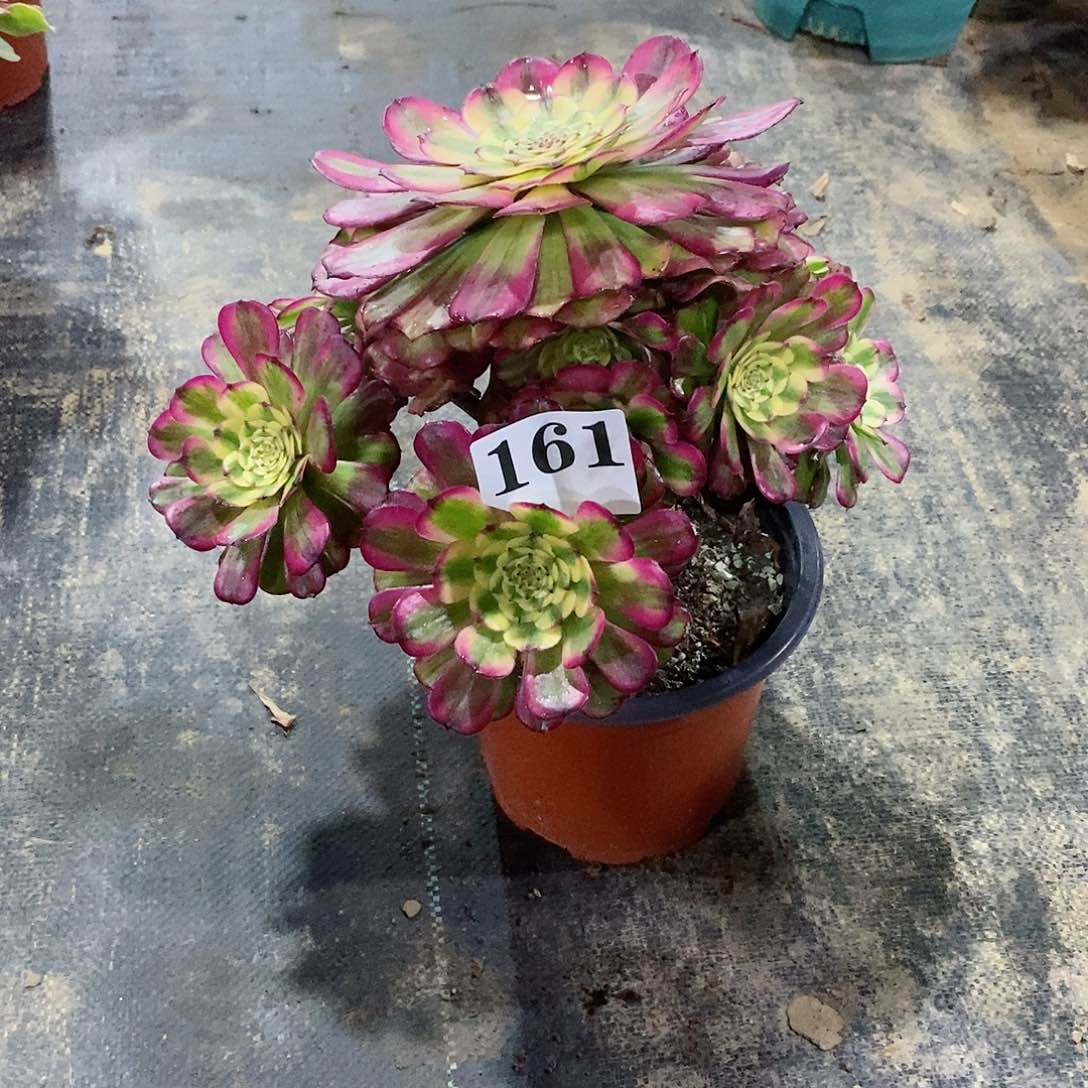 虚***实维娜斯161多肉法师