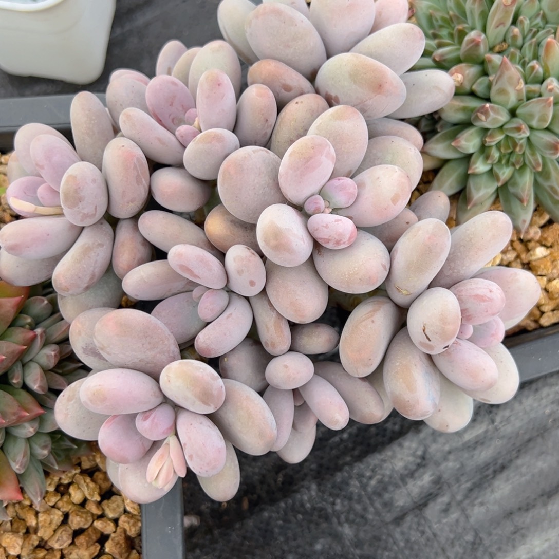 依***依奶多肉一物一拍多肉