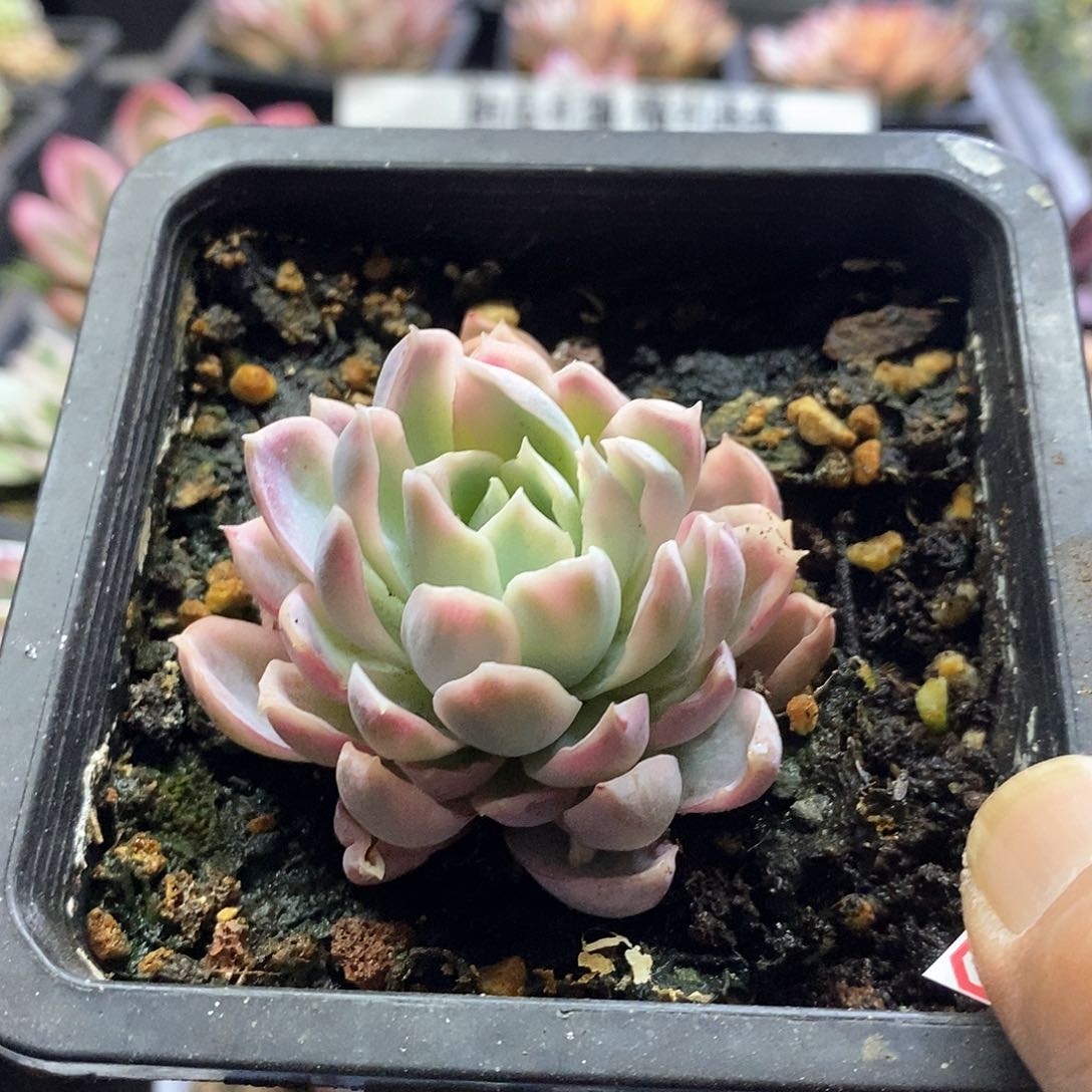 2192紫罗兰福伦锦多肉