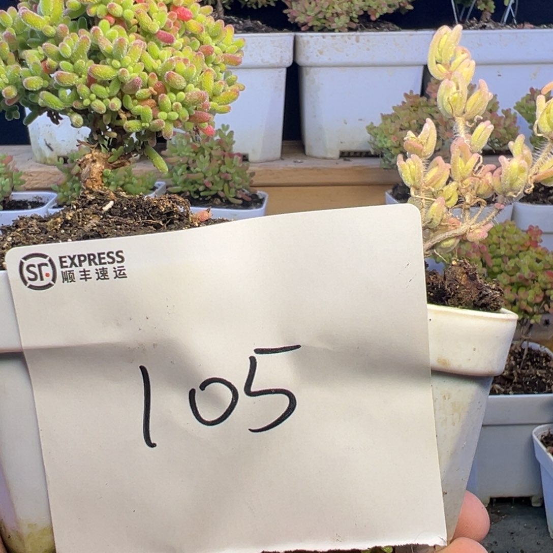 蜜橘锦组合105➕小惊喜