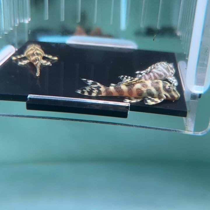 清道夫鱼11-004帝王迷宫3条