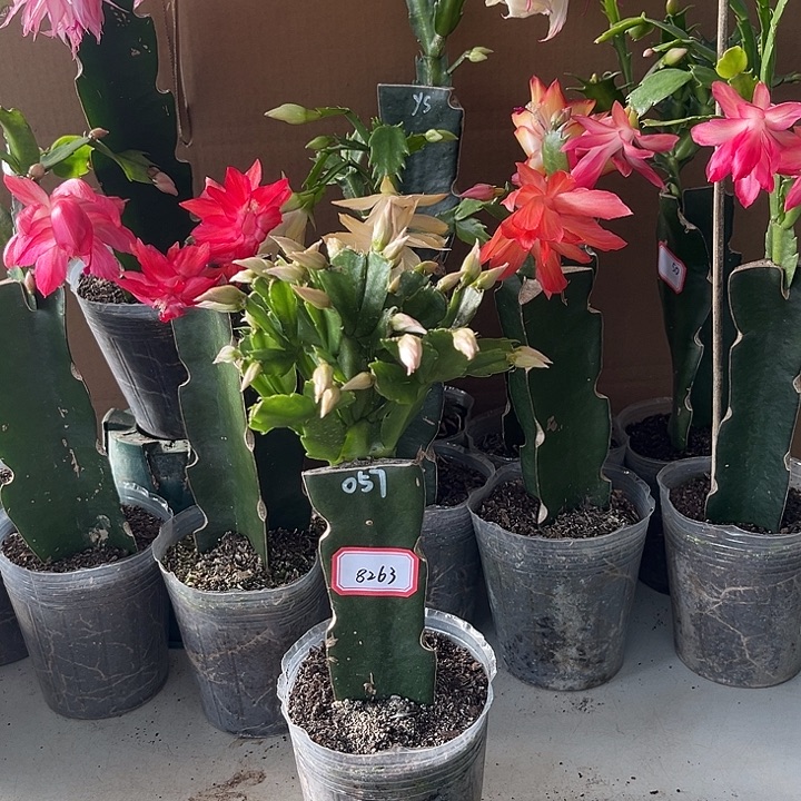 灵****当前无花朵，栽培后可花朵057