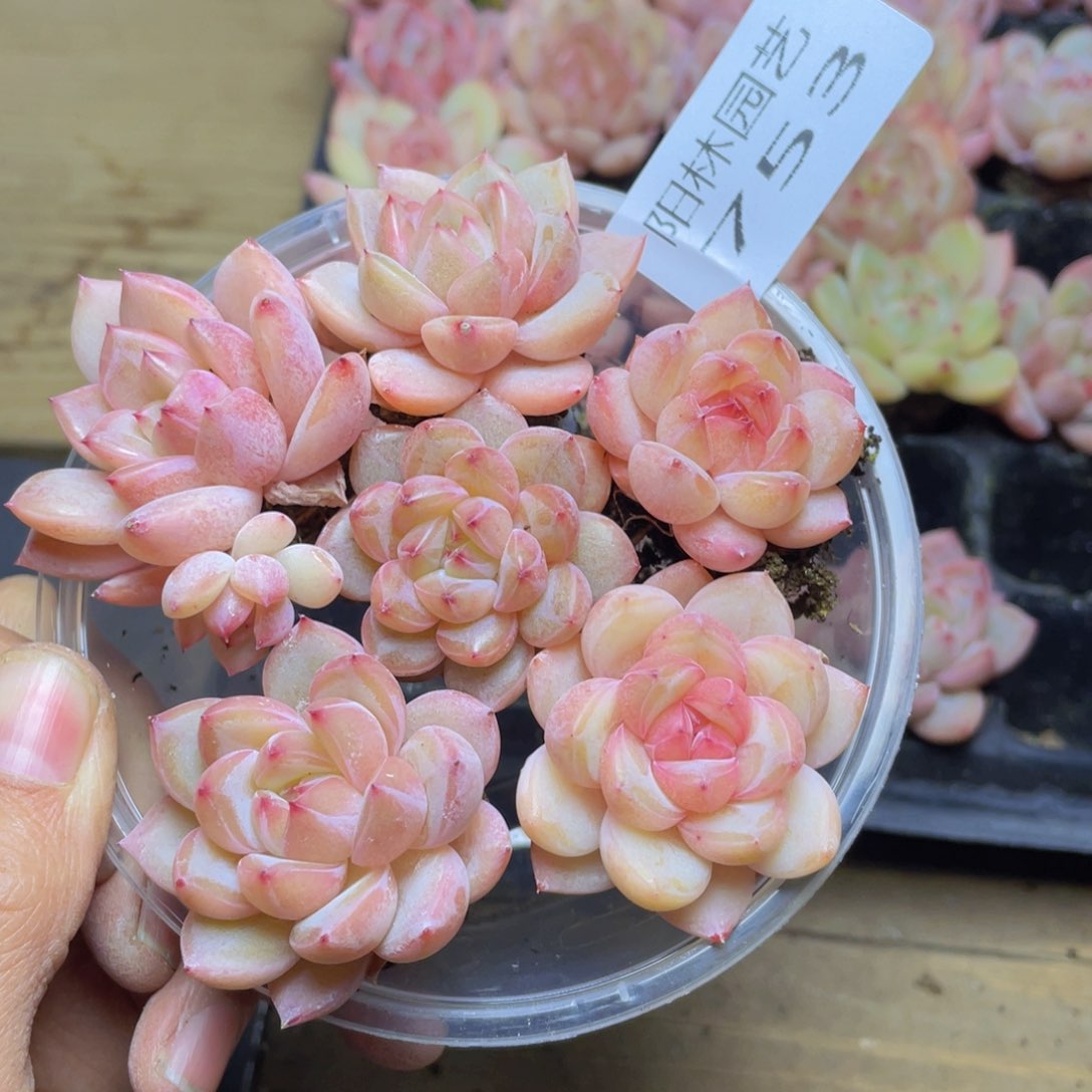 多肉植物多肉植物753