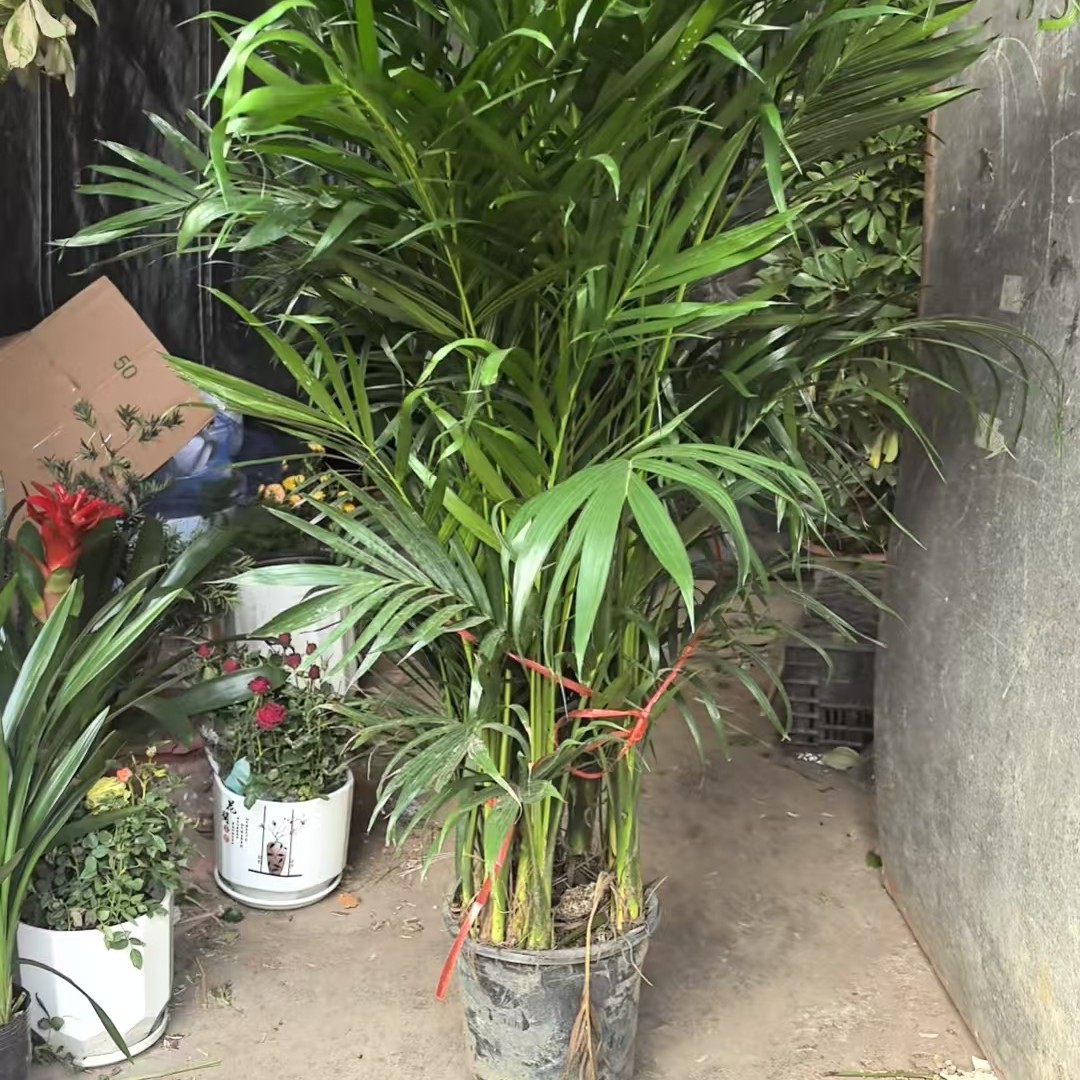 富贵竹（到店自取）