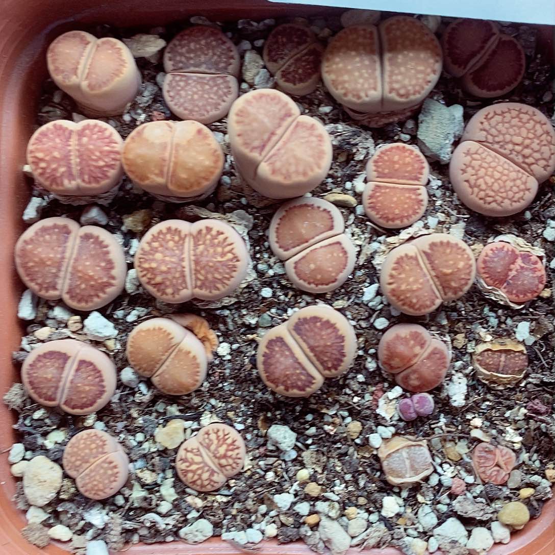 我们一起暴富吧599