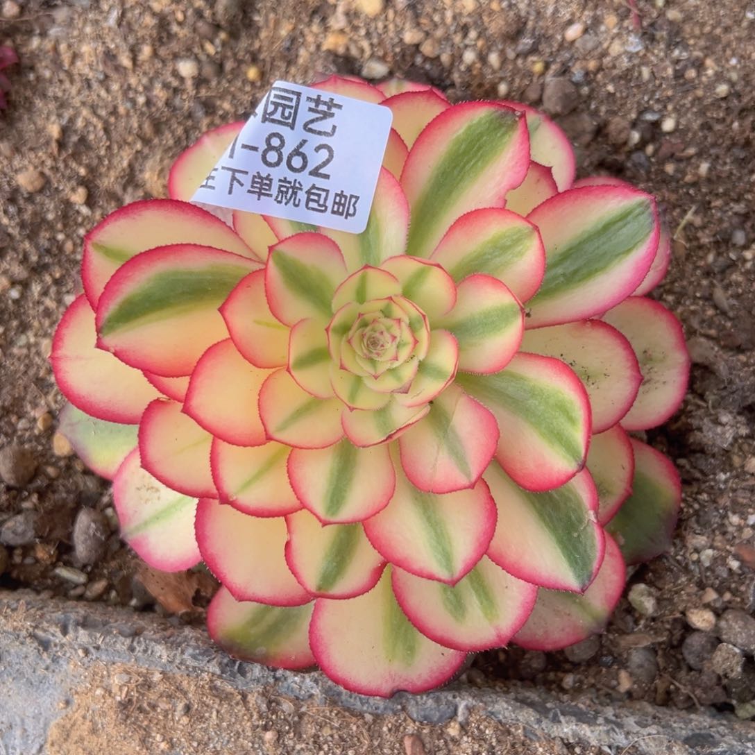 荔枝多肉植物862