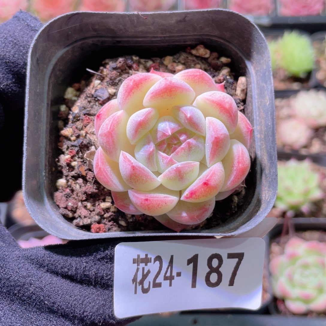 花利美24-187明月心