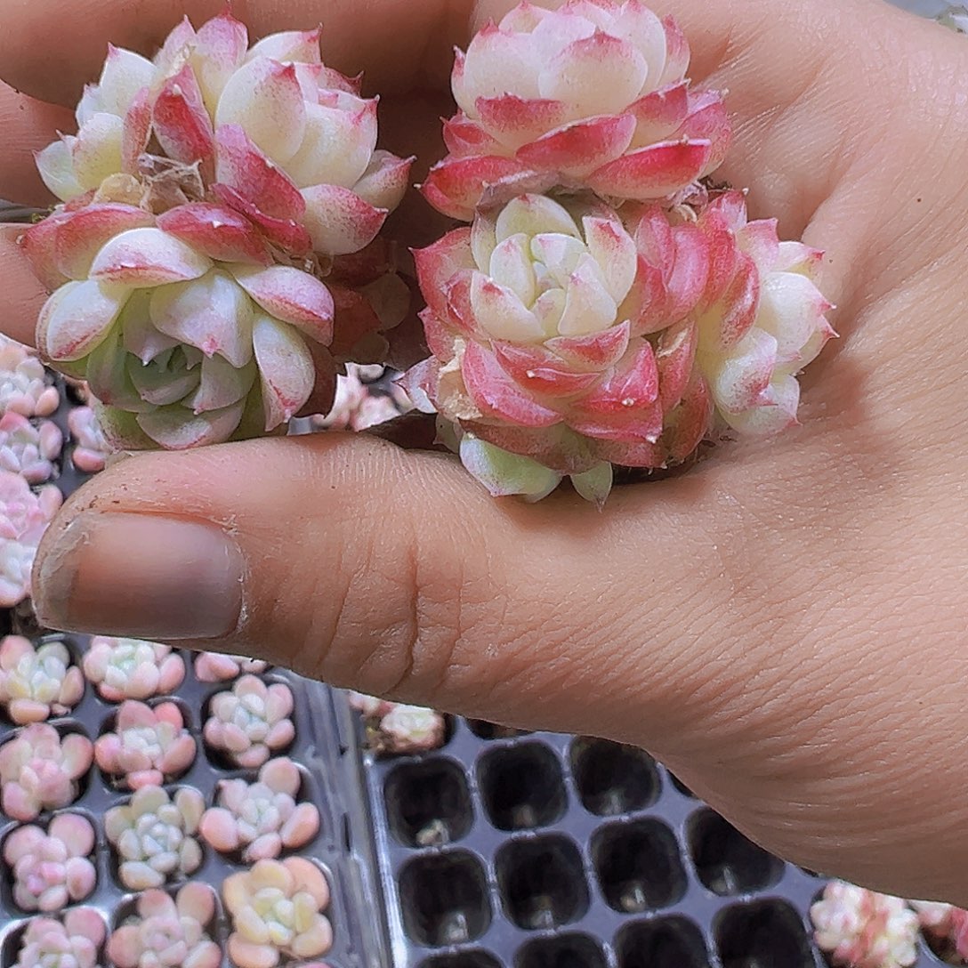 玫瑰仙子群3个19包邮