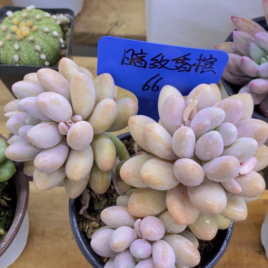 开心多肉，一物一拍，福利