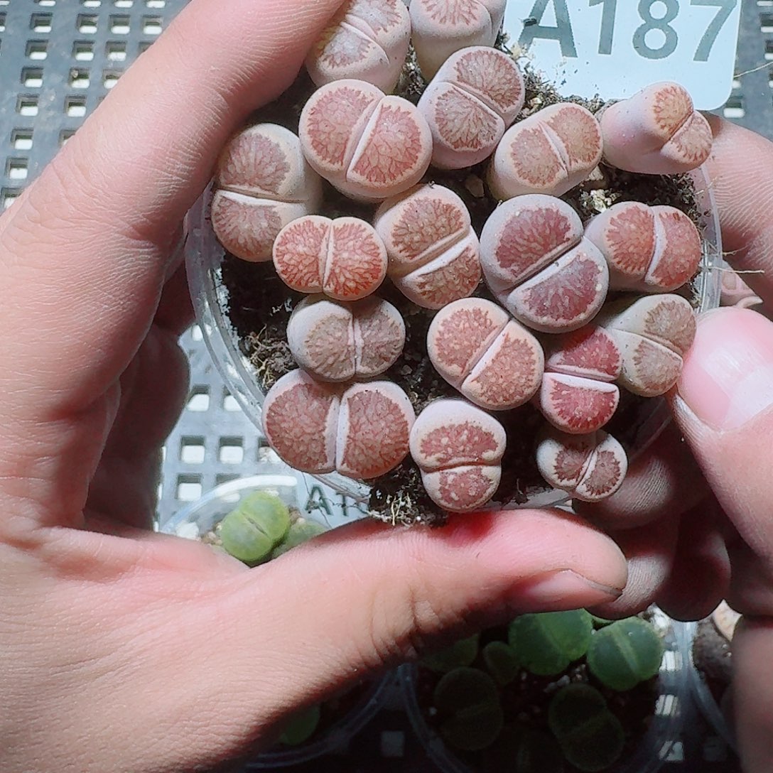187 多肉植物多肉植物