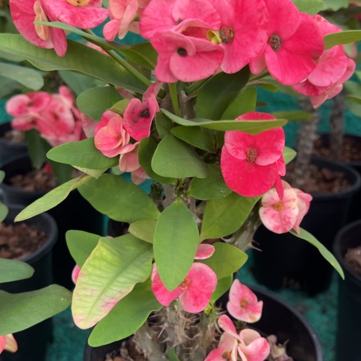 泰品扦插一物一拍