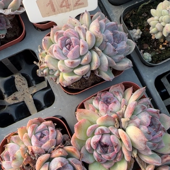 星****142芝士蓝莓多肉植物多