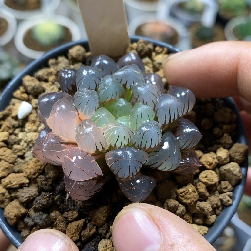 【闪购商品】60潘灯锦