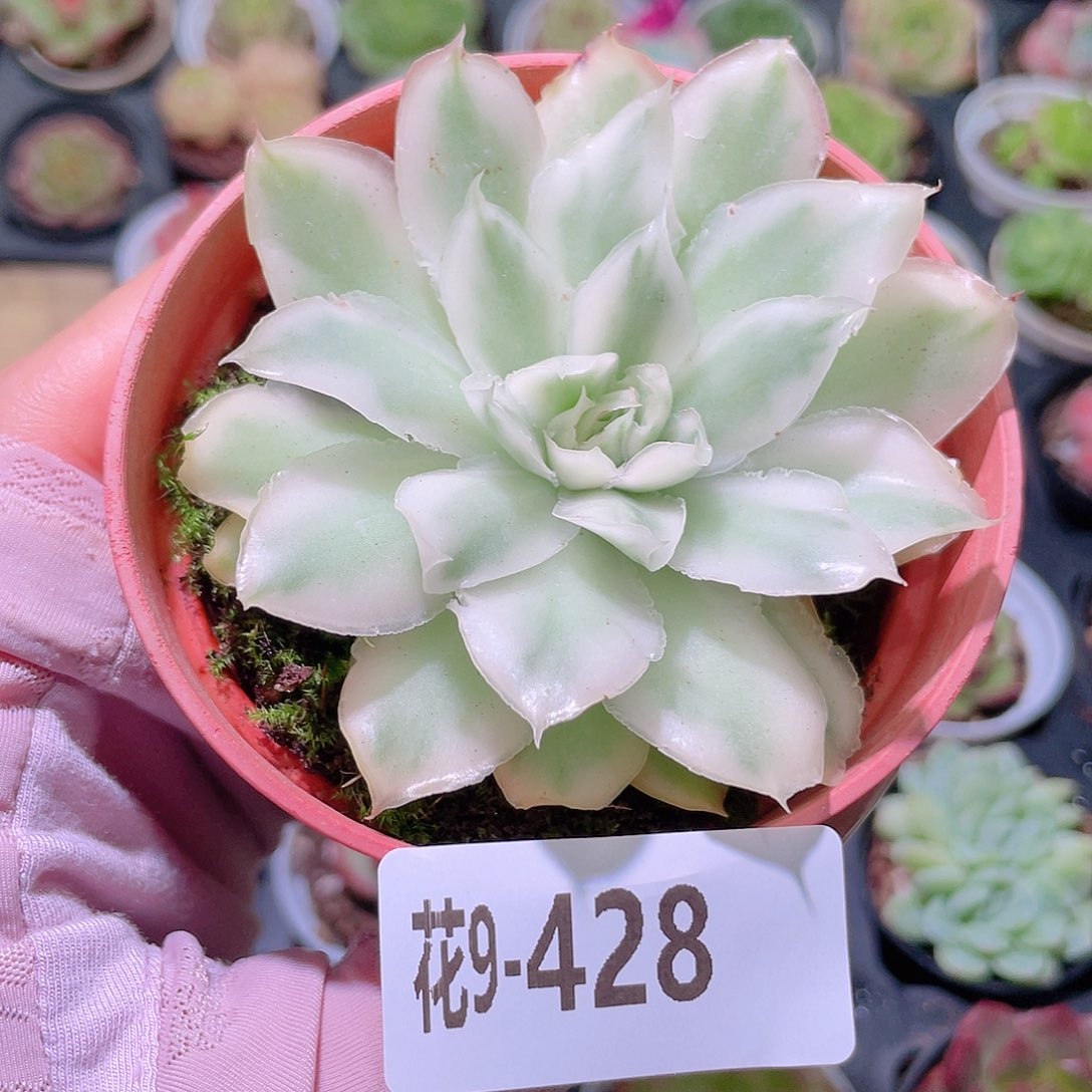 花利美9-428紫蝴蝶锦