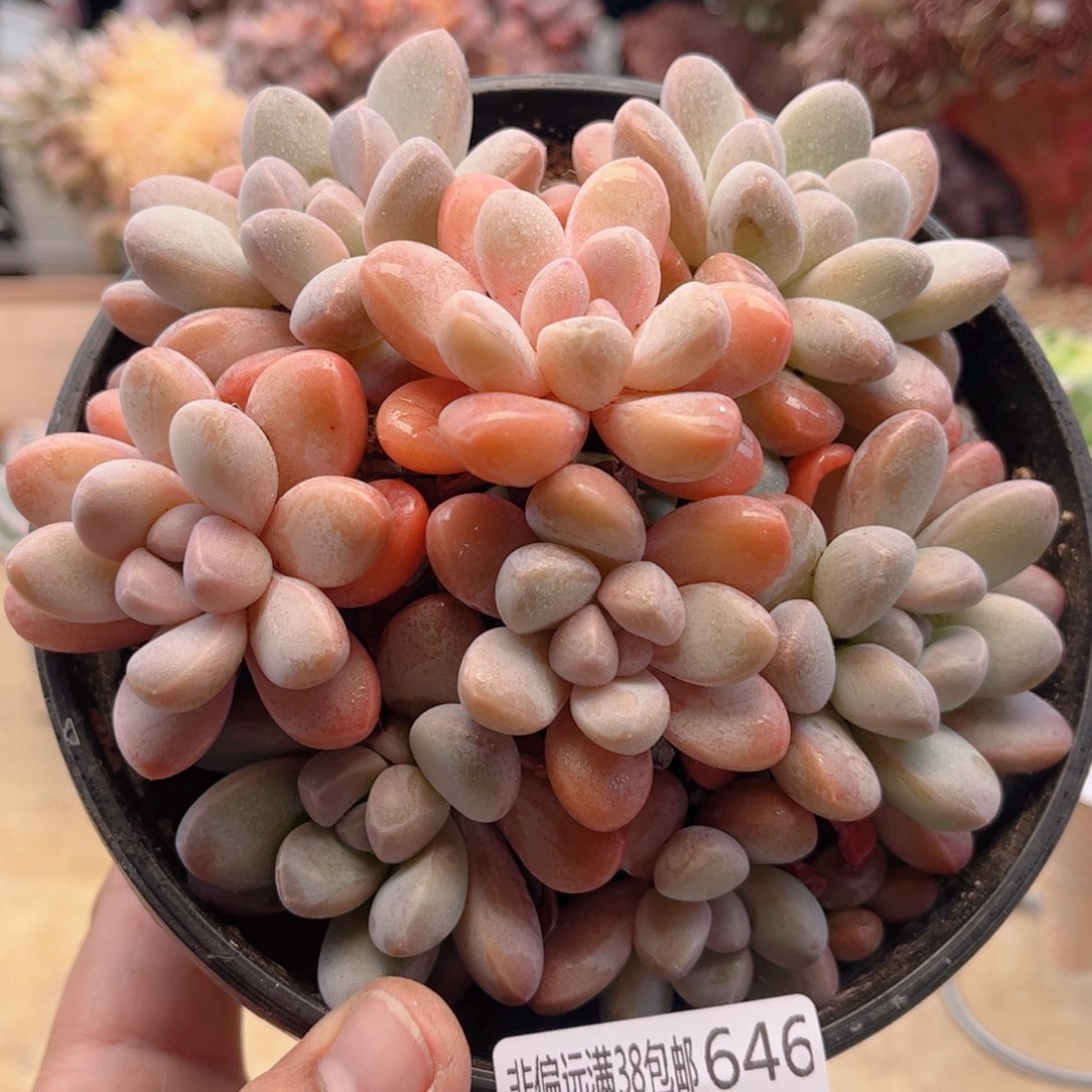 646香芋德华多肉