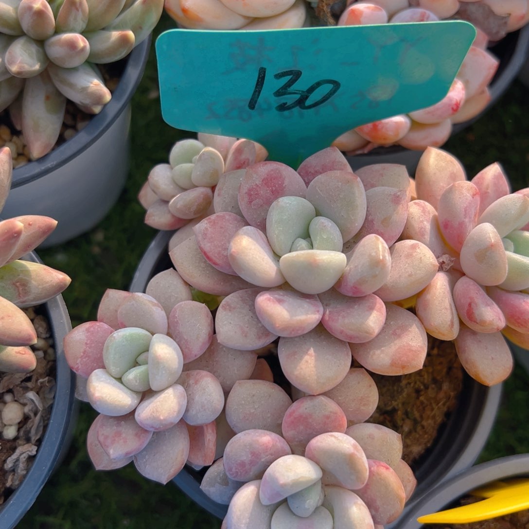 福利来啦打榜啦打榜