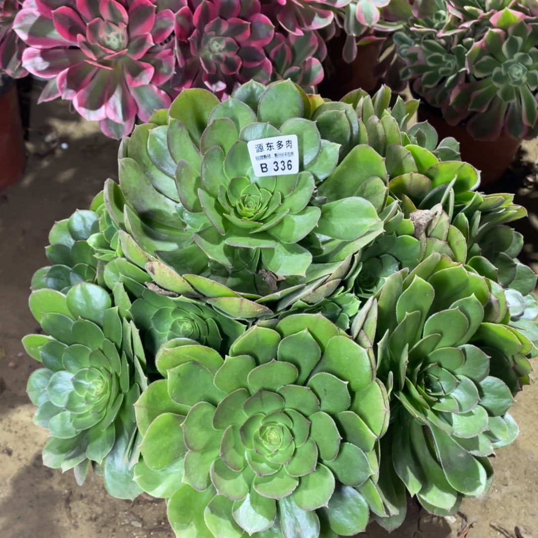 336红心多肉法师断枝不包