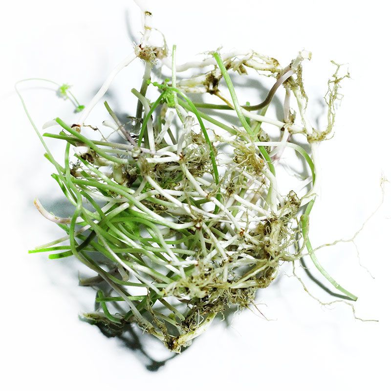 铜钱草根茎水培植物室内外好养绿植进化空气懒人盆栽