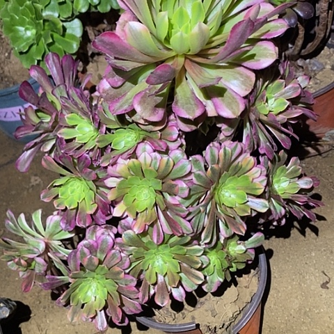 多肉植物法师981祝融