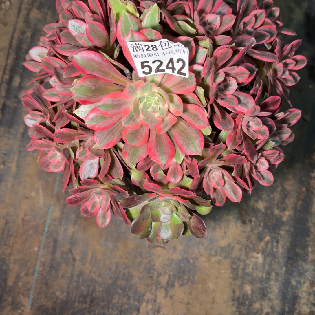 5242浣纱杆歪多肉