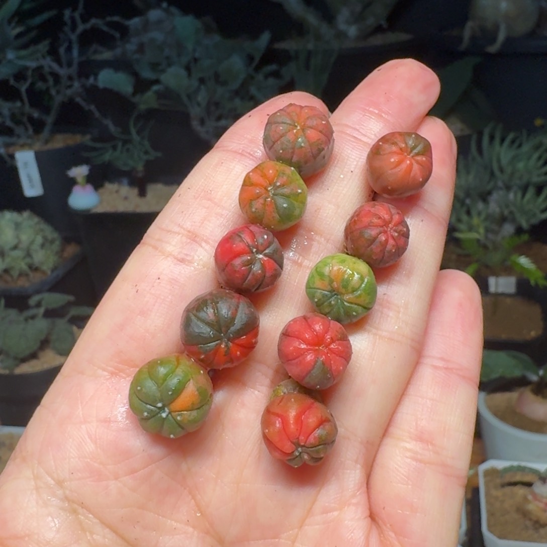 鸾凤玉锦一物一拍