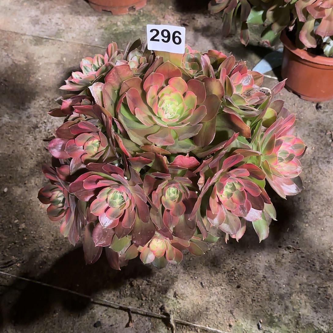 多肉法师雅典娜菊花台296