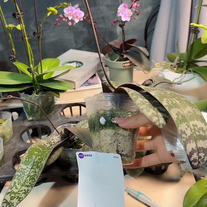 嫣***红大部分开放少量花苞65