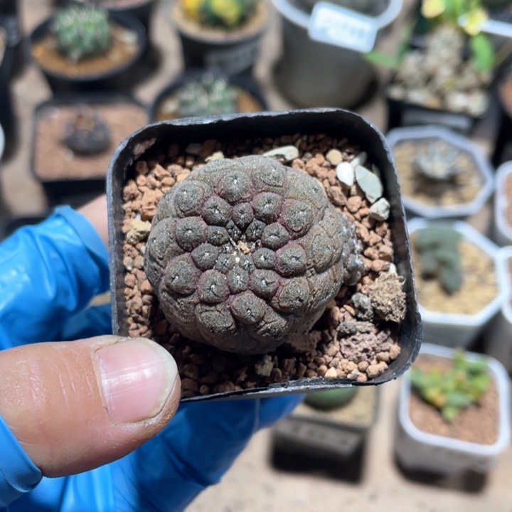 280实生蜥蜴皮仙人球
