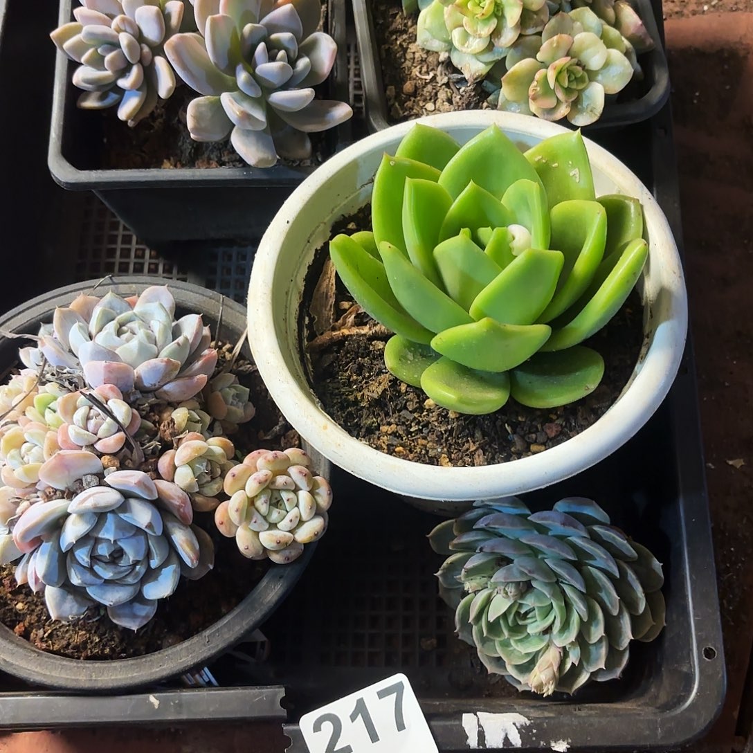 多肉植物宽拍27号