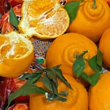 春见耙耙柑礼盒一件寸金地