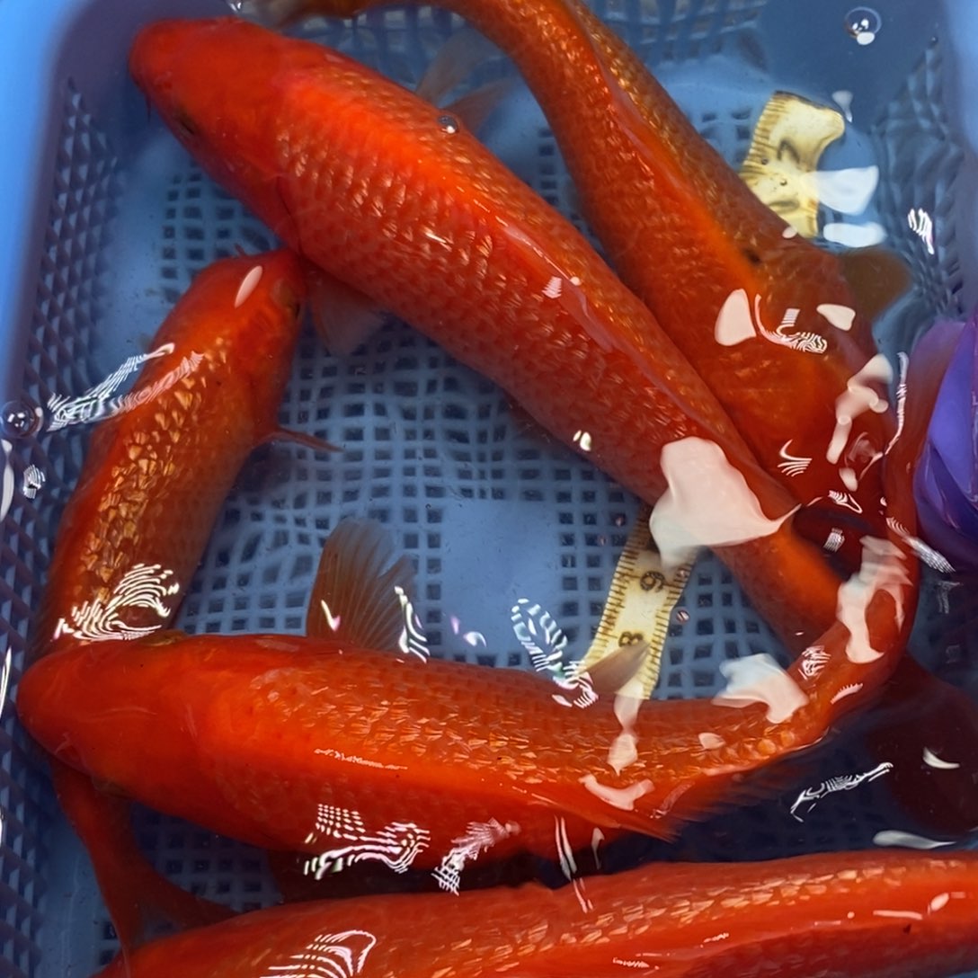锦鲤冷水锦鲤包邮