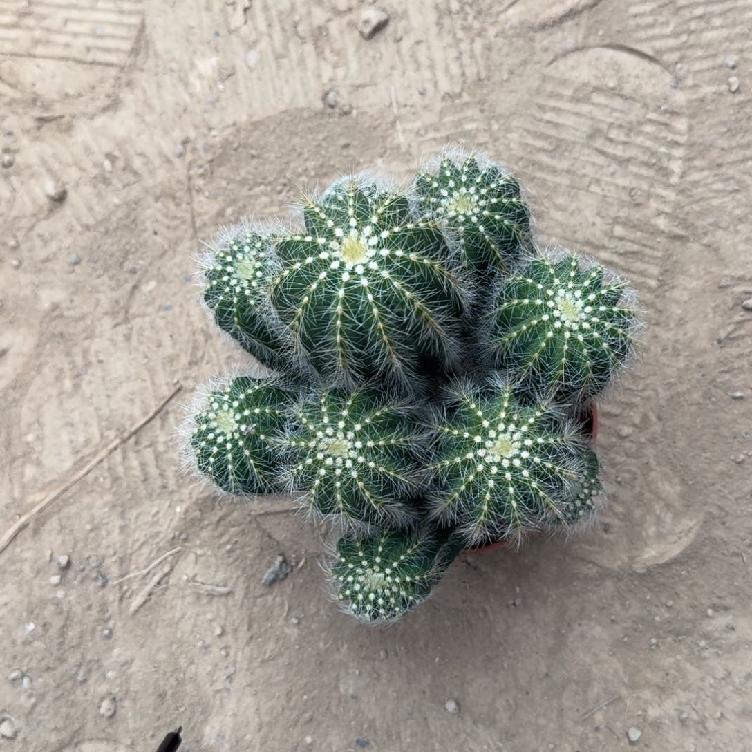 平***.可口可乐了可口可乐了