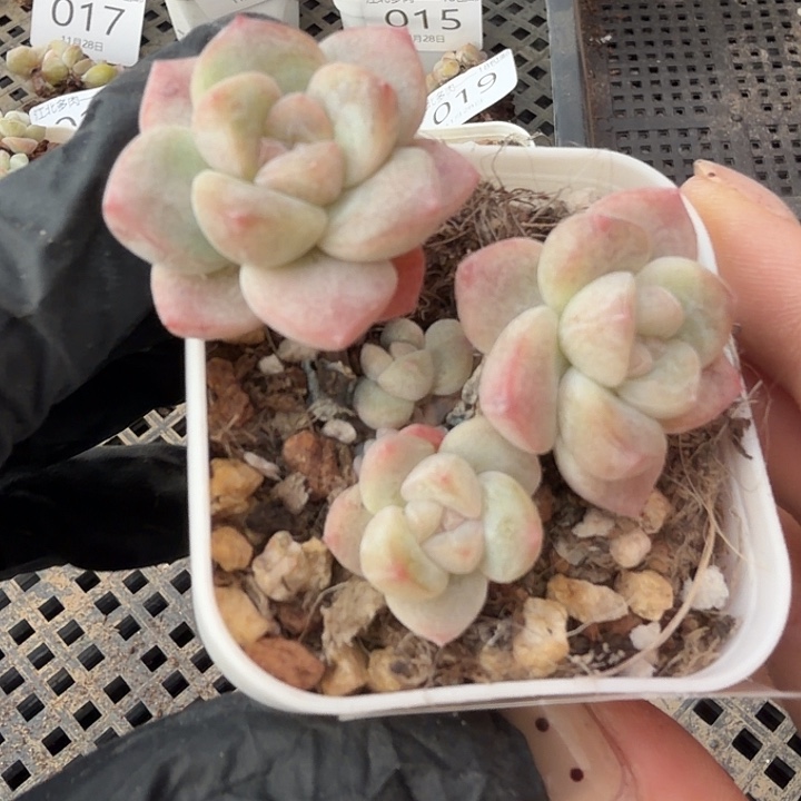 28 号到手1框-……一物一拍