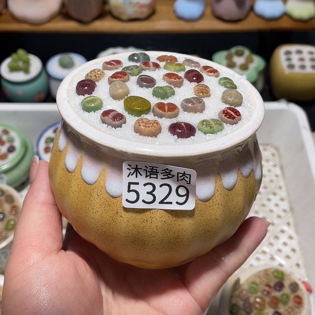 带盆土植物 一物一拍