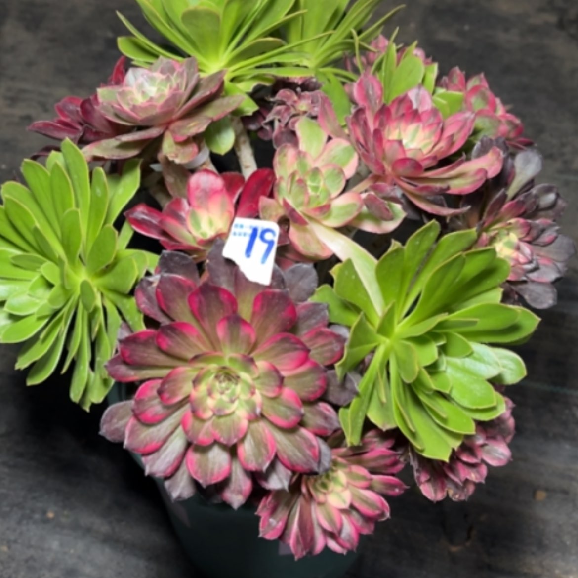 【闪购商品】19嫁接多肉法师