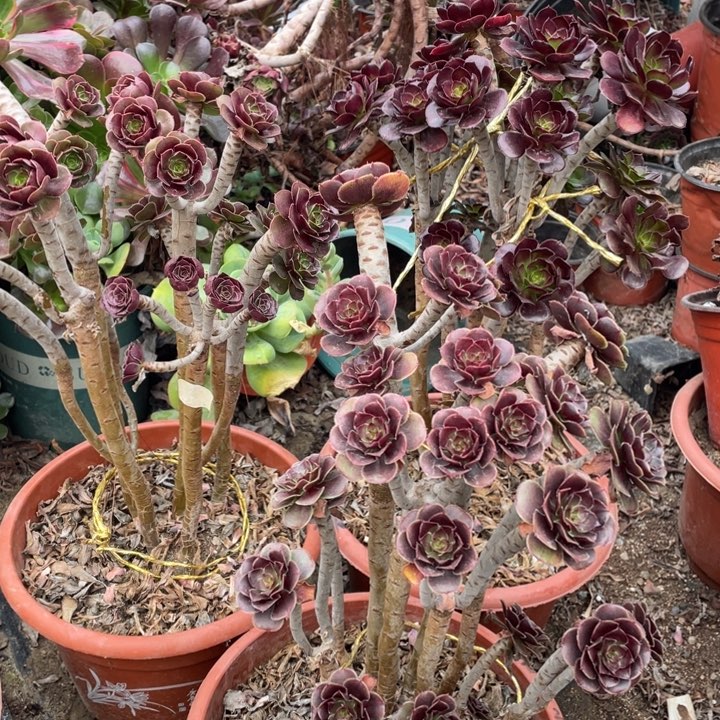 咪****3颗法师多肉植物一组