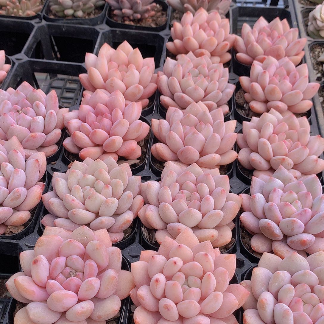 半夏23457788999900