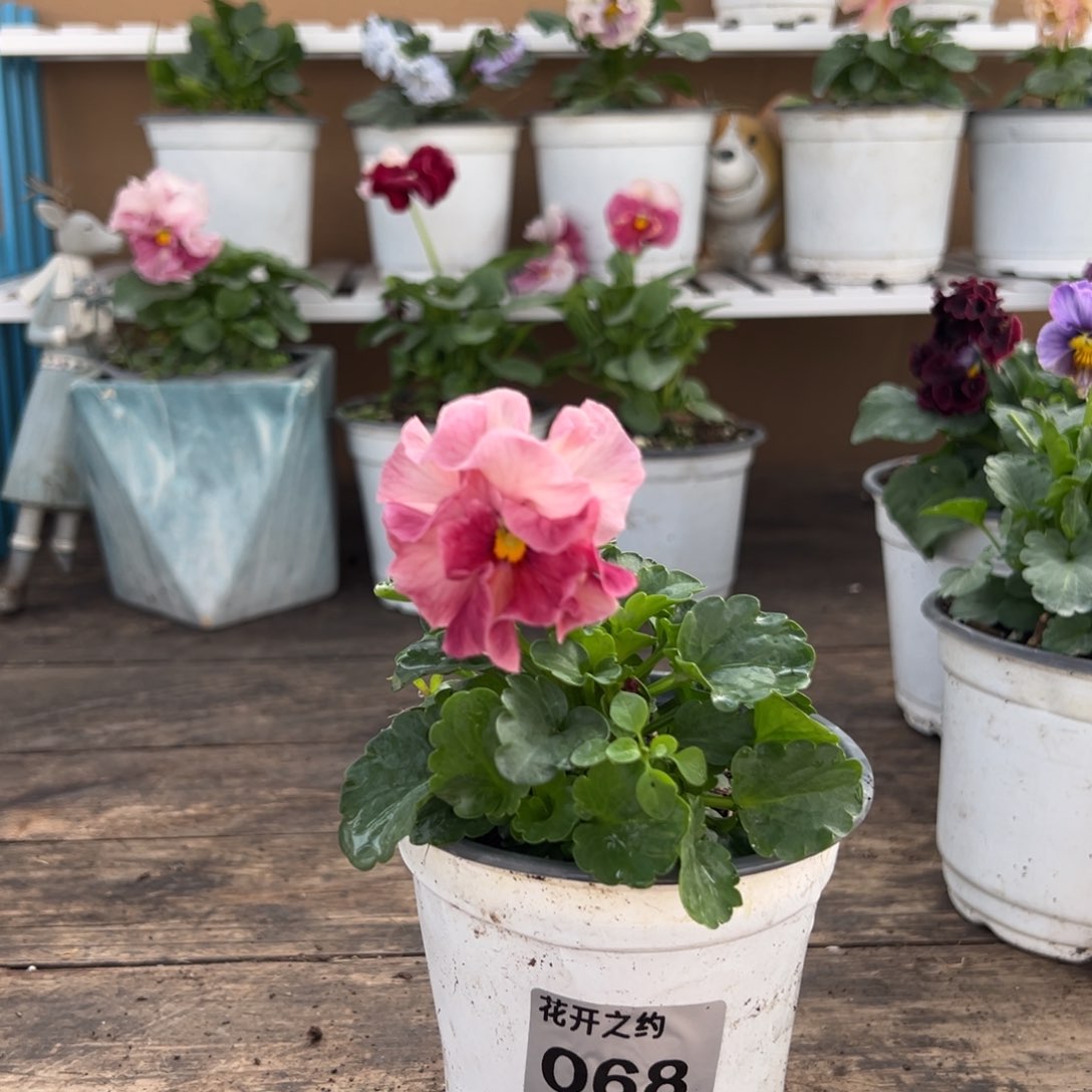 【闪购商品】完全开放068号玛丽琳